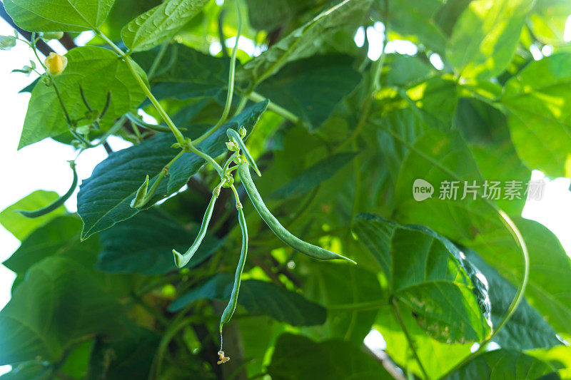 菜豆(phaseololesvulgaris L. bean)在大田阳光下生长